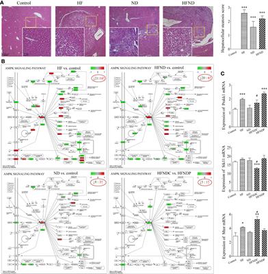 Gradual deterioration of fatty liver disease to liver cancer via inhibition of AMPK signaling pathways involved in energy-dependent disorders, cellular aging, and chronic inflammation